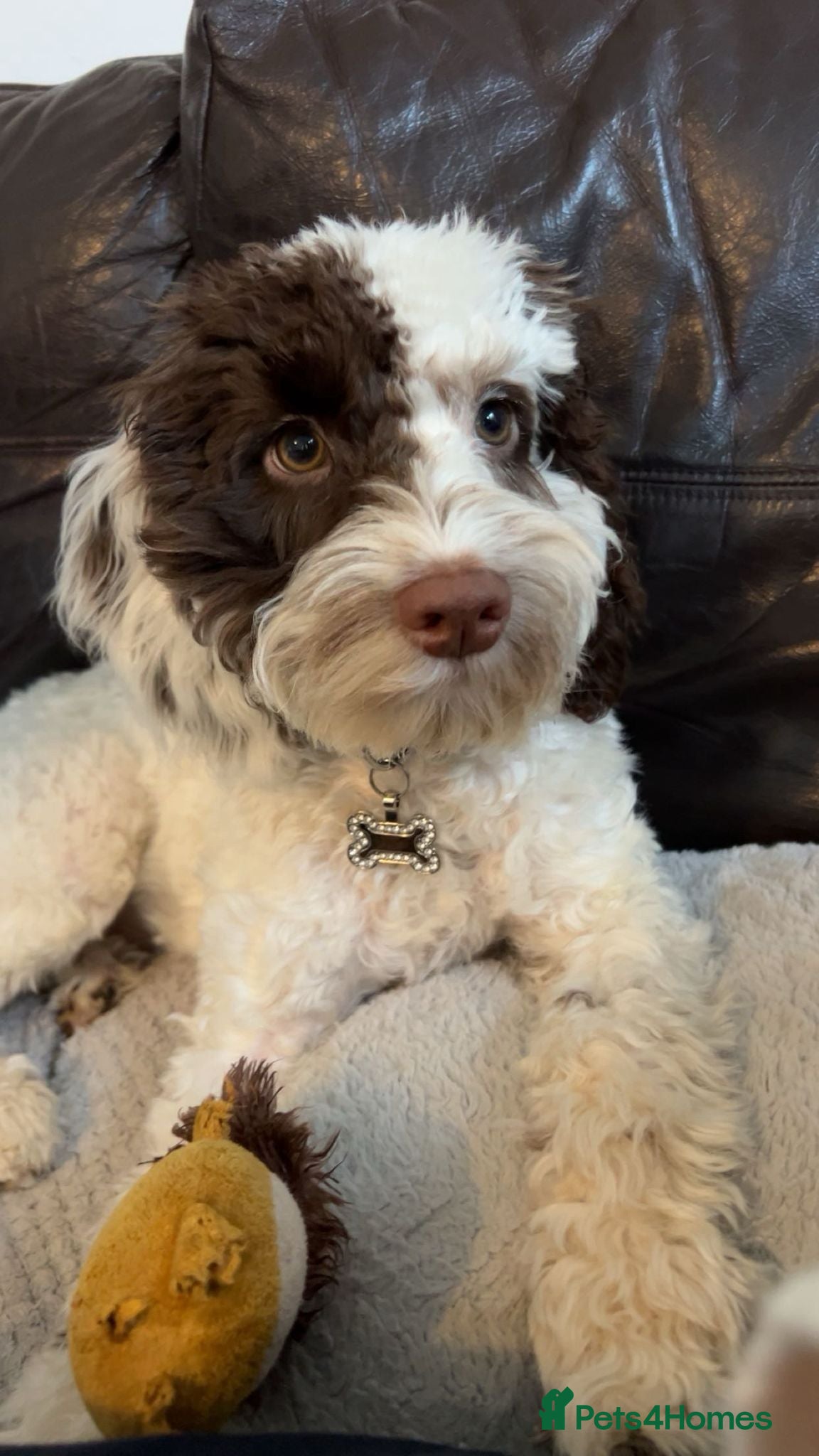 Cockapoo dogs 6 months old boy cockapoo  - Advert 1