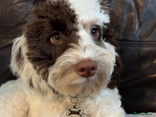 Cockapoo dogs 6 months old boy cockapoo - Advert 1