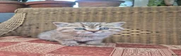 British Shorthair cats for sale: 💙ABSOLUTELY STUNNING BRITISH SHORTHAIR BOYS💙 - Advert 4