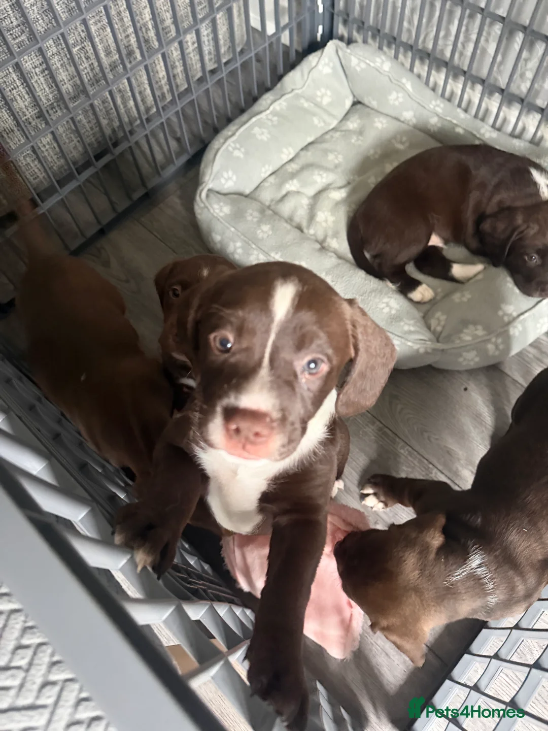 Mixed Breed dogs for sale: Springer spaniel x staffador puppies in Livingston - Advert 2