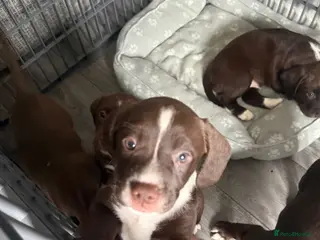 Mixed Breed dogs Springer spaniel x staffador puppies - Advert 8