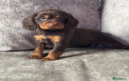 Cocker Spaniel dogs for sale: COCKER SPANIEL PUPPIES - Image 5