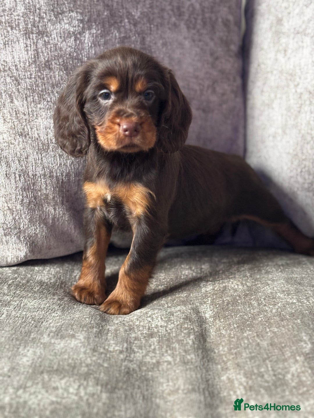 Cocker Spaniel dogs for sale: COCKER SPANIEL PUPPIES - Image 5