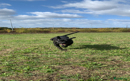 Cane Corso dogs for sale: Cane corsos puppies  - Advert 2