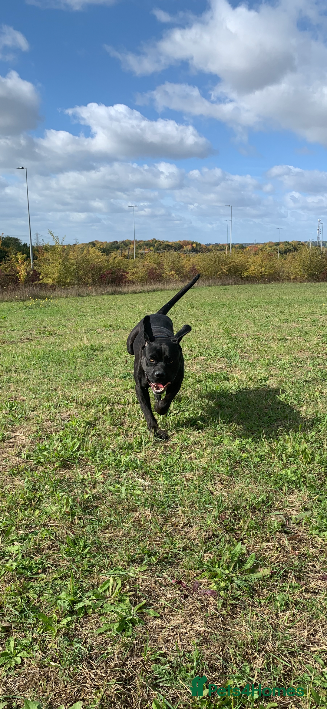 Cane Corso dogs for sale: Cane corsos puppies  - Advert 2