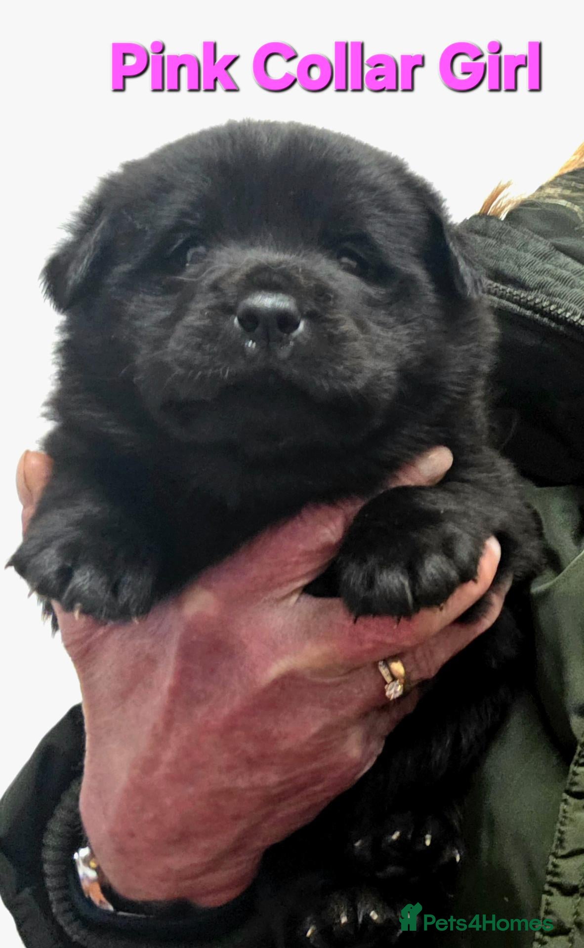 Mixed Breed dogs for sale: Gorgeous Chowador puppies. Chow x Lab - Advert 2