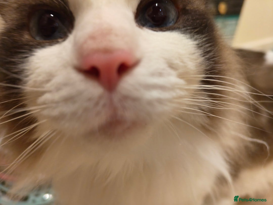 Ragdoll cats for sale: Pure Ragdoll kitten for sale  - Image 6