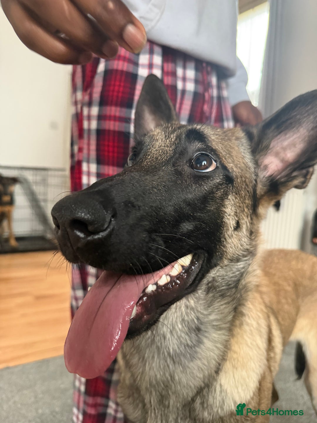 Belgian Shepherd Dog dogs for sale: 9 month Belgian Malinois up for sale (offers) - Advert 2