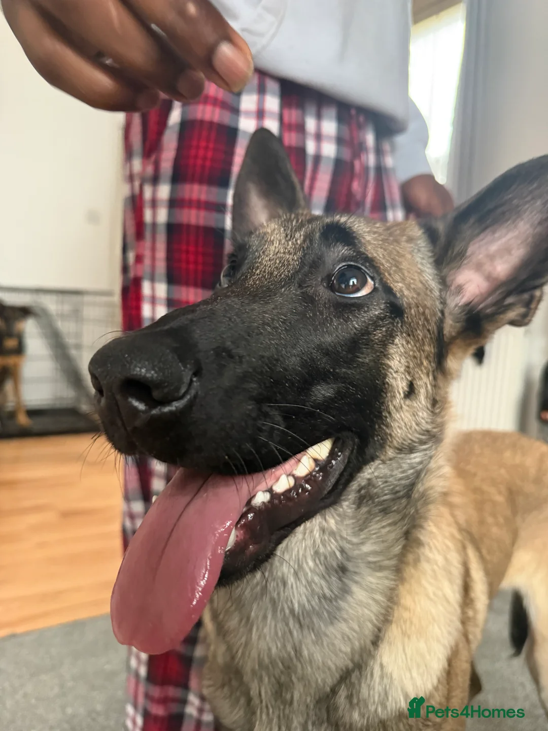 Belgian Shepherd Dog dogs for sale: 9 month Belgian Malinois up for sale (offers) - Advert 2