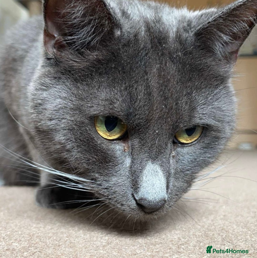 British Shorthair cats for sale: Cheeto and mixie  - Image 4