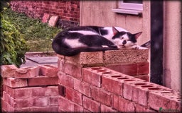 Mixed Breed cats for sale: Abandoned soul,looking for a home!♡ - Image 3