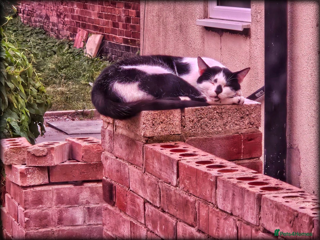 Mixed Breed cats for sale: Abandoned soul,looking for a home!♡ - Image 3