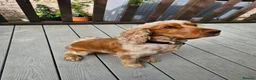 Cocker Spaniel dogs for sale: Orange Roan Show Cocker Pups - Advert 3