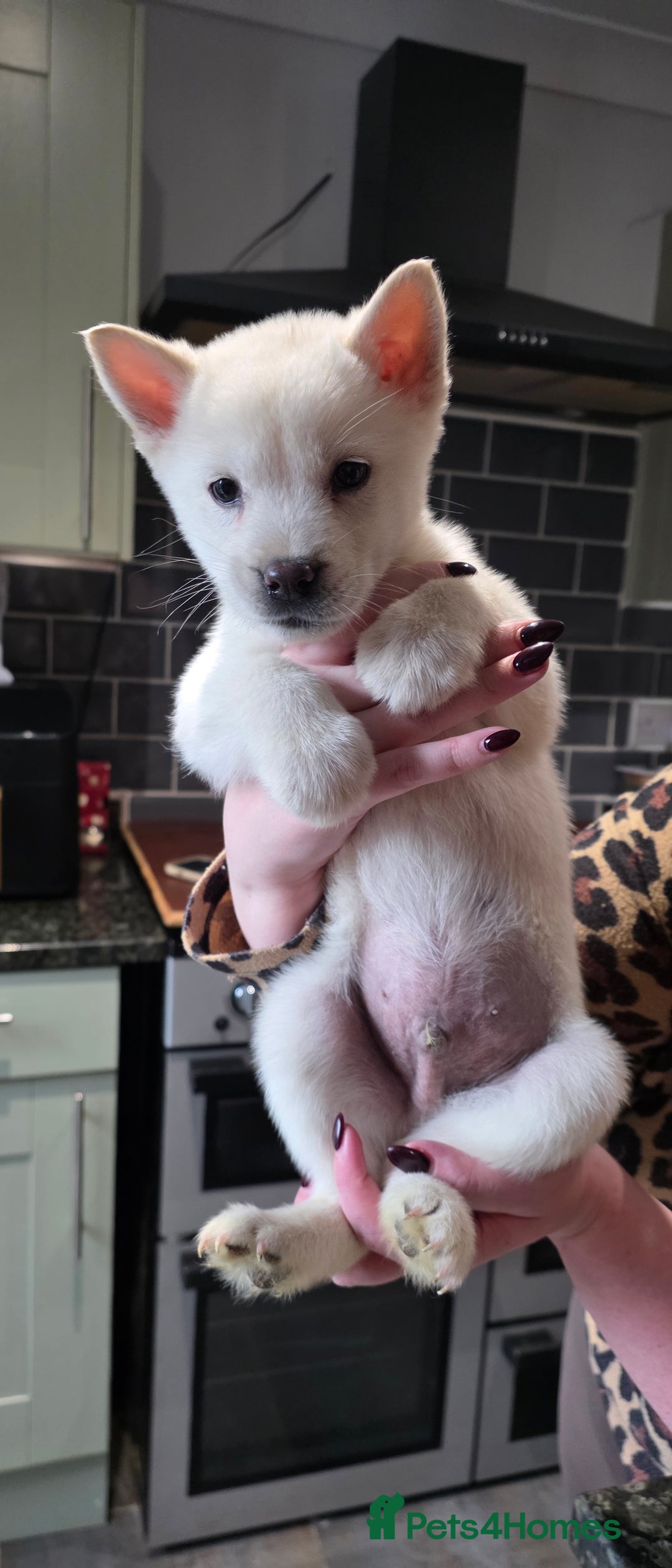Mixed Breed dogs for sale: Two adorable male Chowski pups for sale - Advert 1