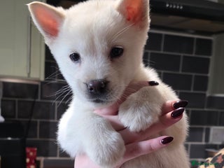 Mixed Breed dogs Two adorable male Chowski pups for sale - Advert 1