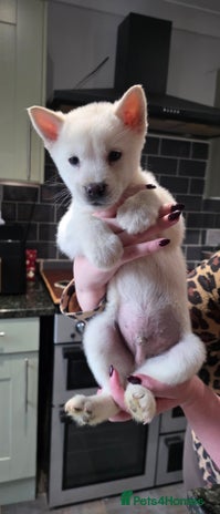 Mixed Breed dogs Two adorable male Chowski pups for sale - Advert 9