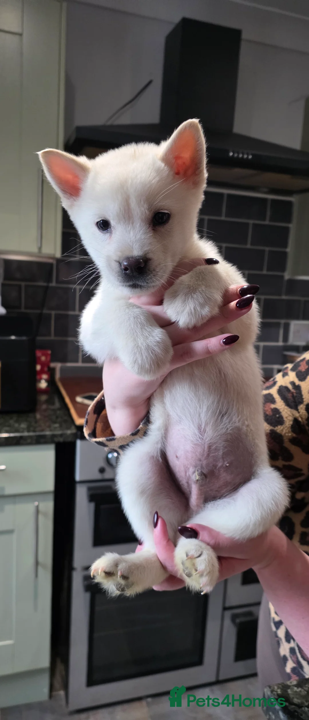 Mixed Breed dogs for sale: adorable male Chowski pup for sale - Advert 35