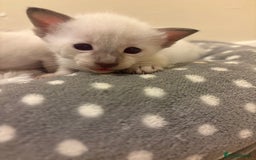 Siamese cats for sale: Traditional Siamese baby’s  - Image 1