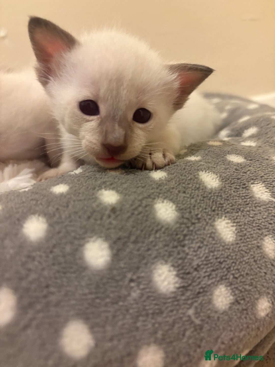 Siamese cats for sale: Traditional Siamese baby’s  - Image 1