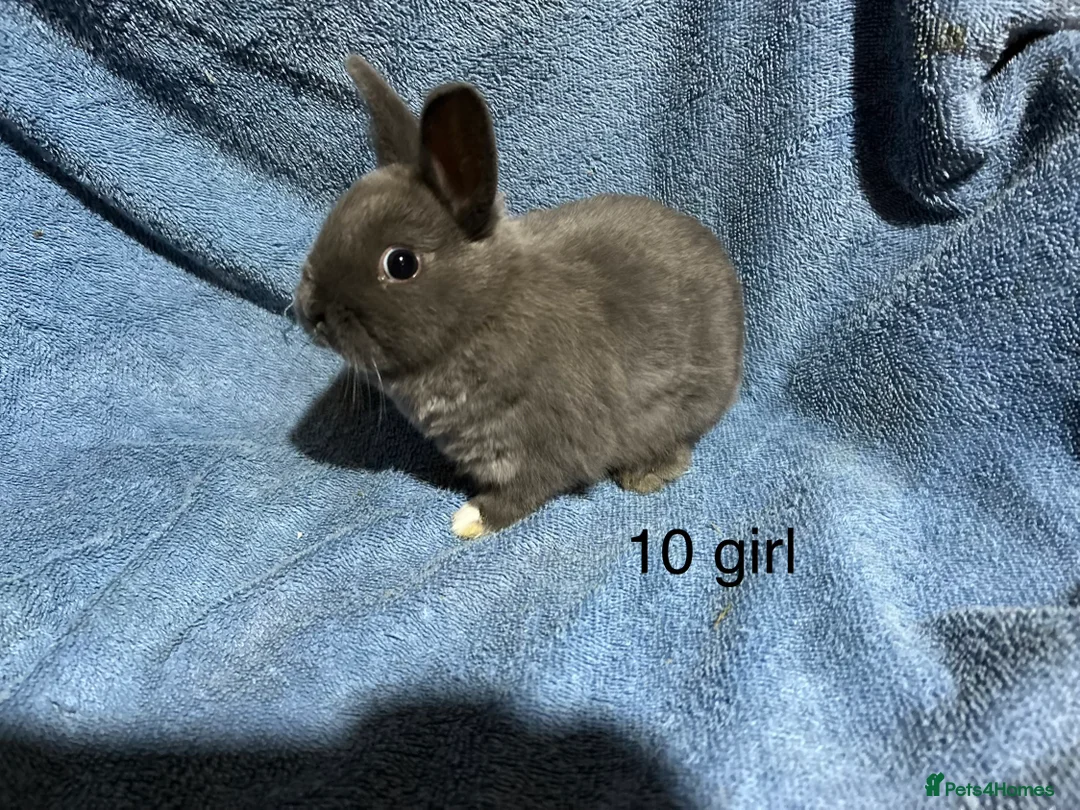 Netherland Dwarf rabbits for sale: Dwarf Netherland rabbits  - Advert 10