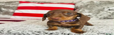 Miniature Dachshund 6