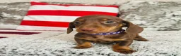 Miniature Dachshund dogs for sale: Beautiful miniature dachshund puppies - Advert 11