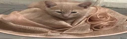Mixed Breed cats for sale: Beautiful Cream Male Kitten  - Advert 6