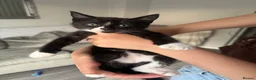 Mixed Breed cats for sale: Gorgeous twin boys, mum is half ragdoll  - Advert 6