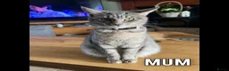 Mixed Breed cats for sale: Kittens for sale - Advert 4