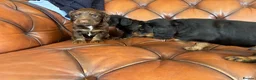 Cocker Spaniel dogs for sale: Working Cocker Spaniel Puppies  - Advert 17