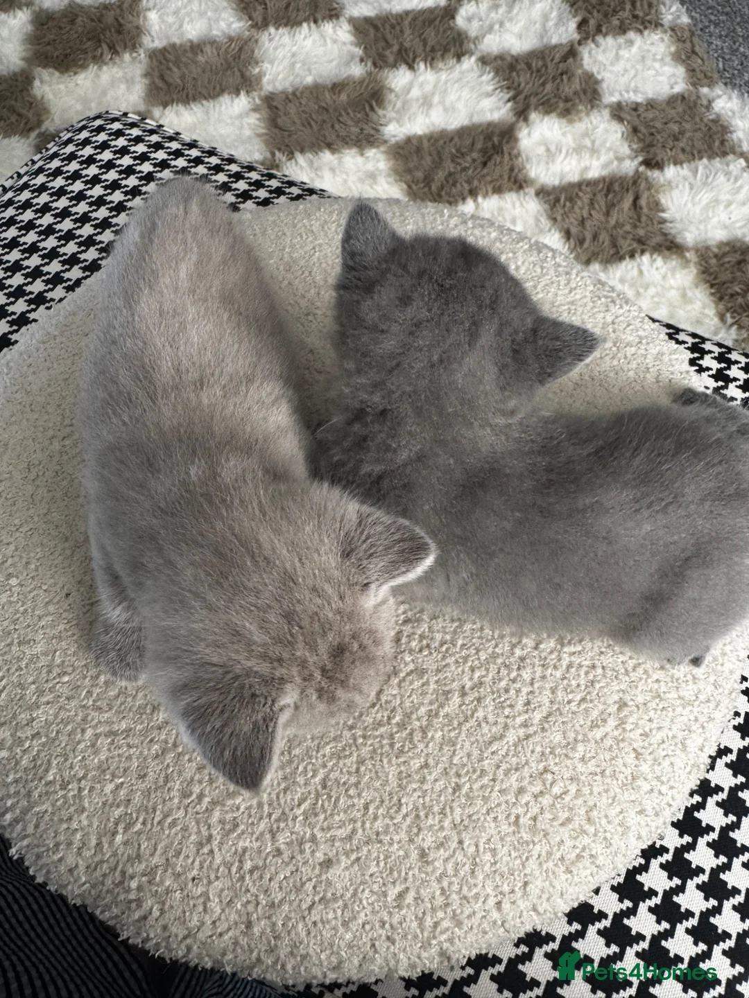 British Shorthair cats for sale: **last kitten left** British shorthair kittens  - Advert 2