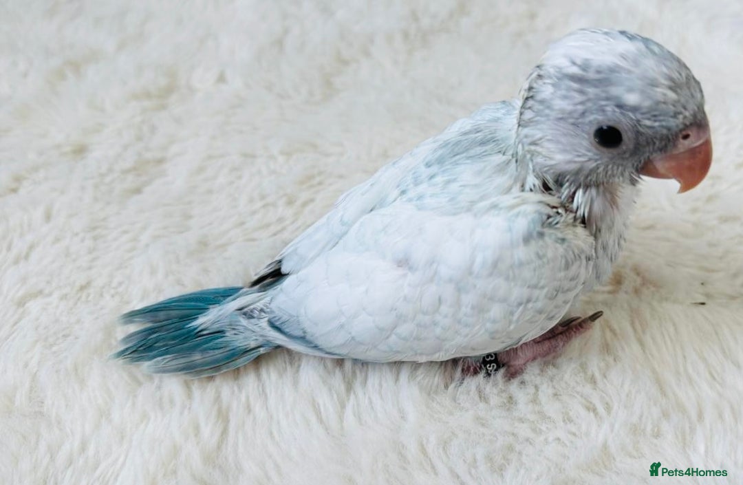 Parakeets birds for sale: Rare BabyBlue Pied Indian Ringneck Hand-Reared&DNA - Image 2