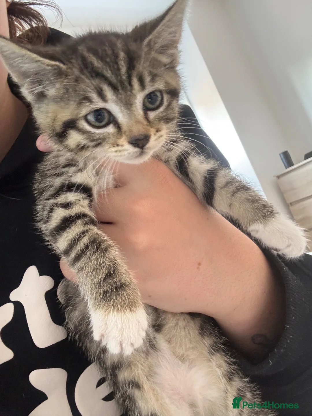 Mixed Breed cats for sale: Beautiful 8wk kitten for sale  - Advert 3
