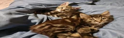 Mixed Breed cats for sale: The Three Musketeers - Advert 2