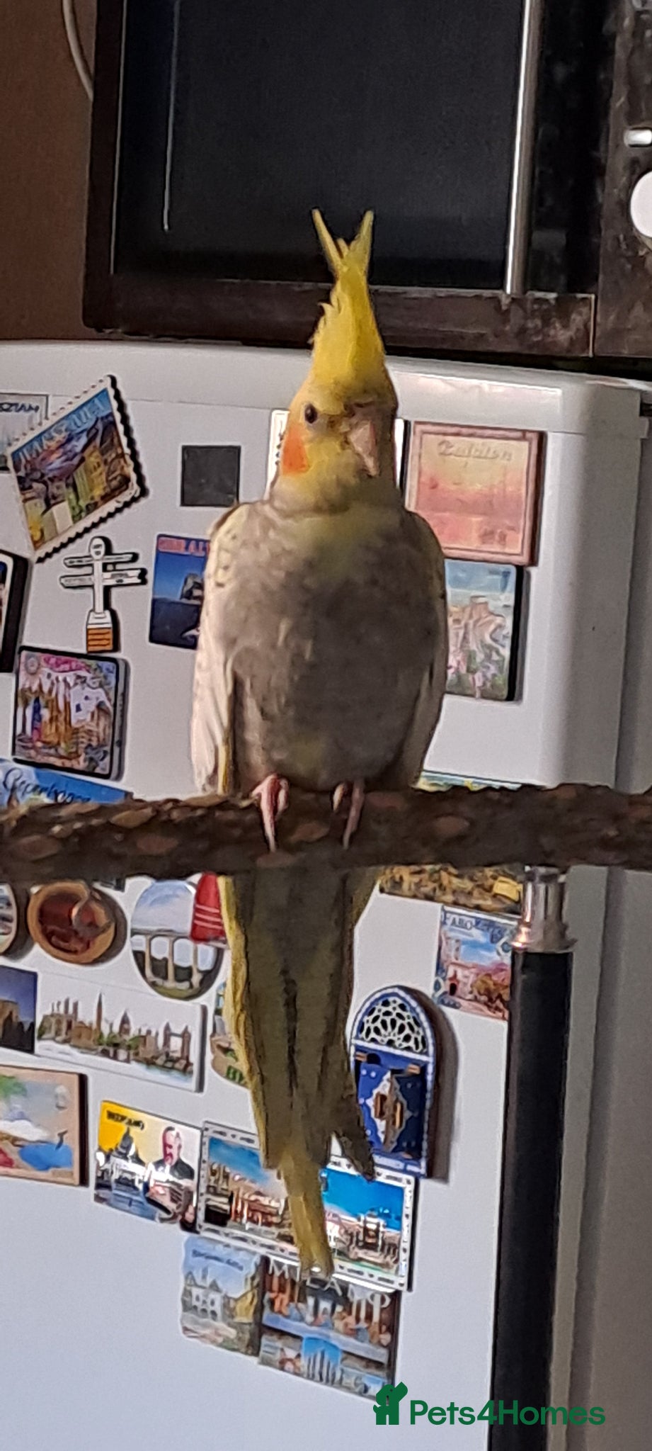 Cockatiels birds Baby DNA tested Cockatiel girl - Advert 2