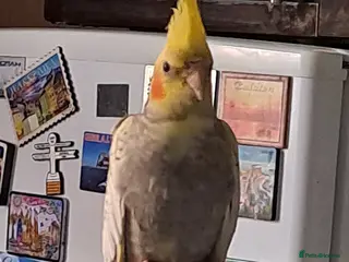 Cockatiels birds Baby DNA tested Cockatiel girl - Advert 3