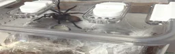 Spiders invertebrates for sale: I have six one year old mixed tarantulas for sale  - Advert 4
