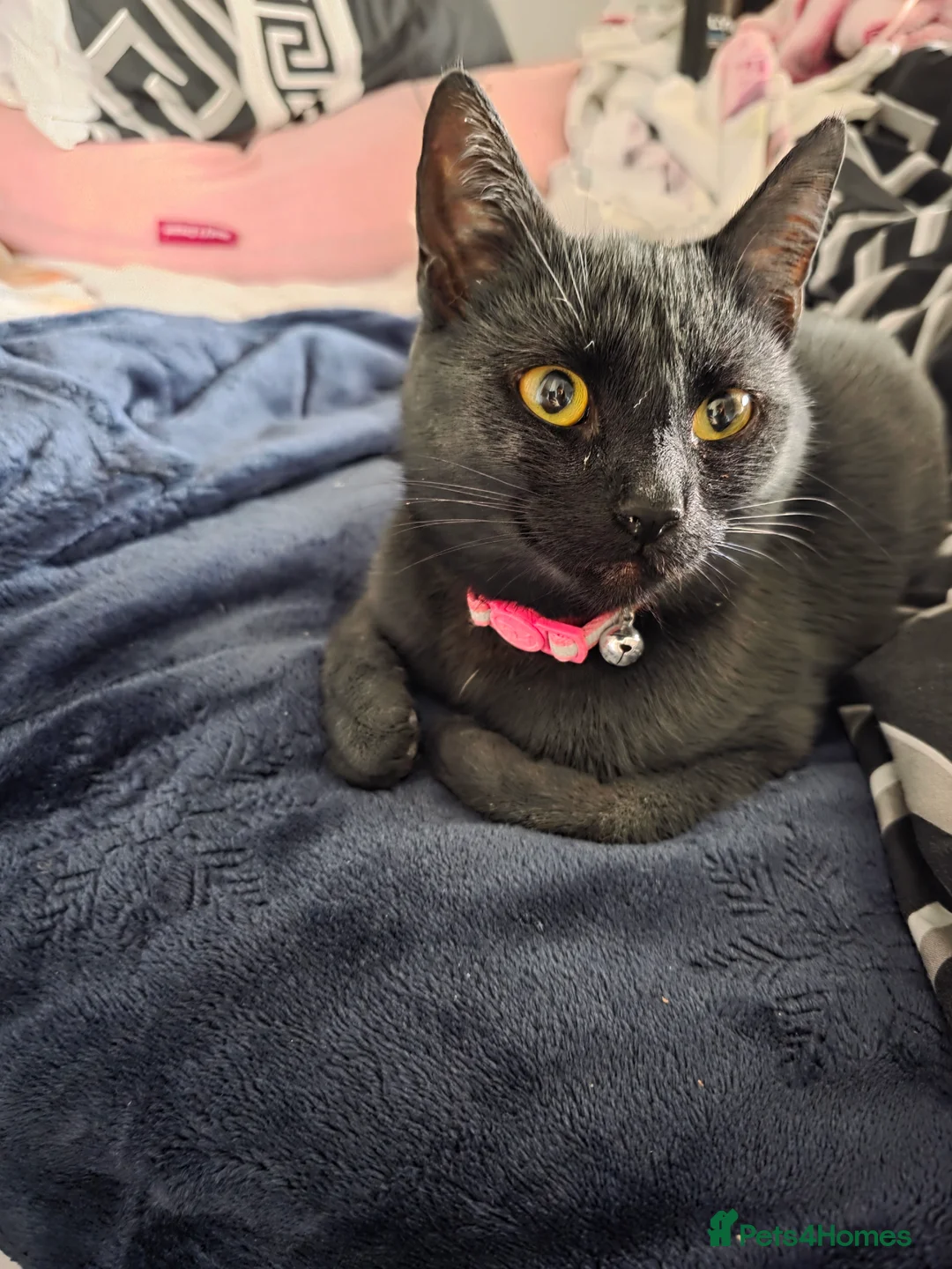 British Shorthair cats for sale: Rehome - Advert 2