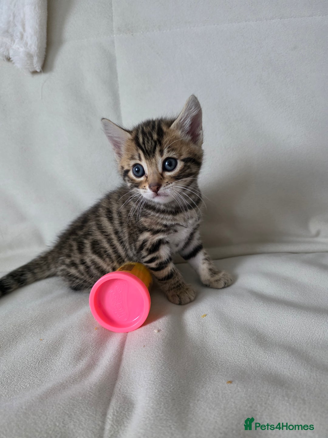 Bengal cats for sale: Beautiful bengal cross kittens - Advert 20