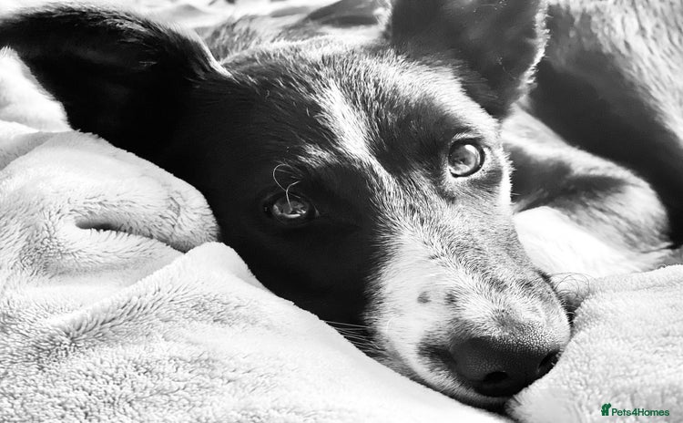 Border Collie dogs - Advert 13