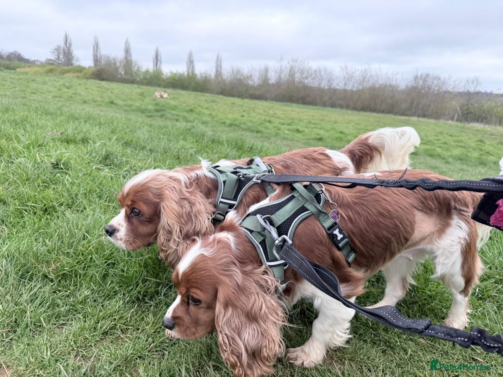 Cavalier King Charles Spaniel dogs Two Sisters looking for a home  - Advert 1