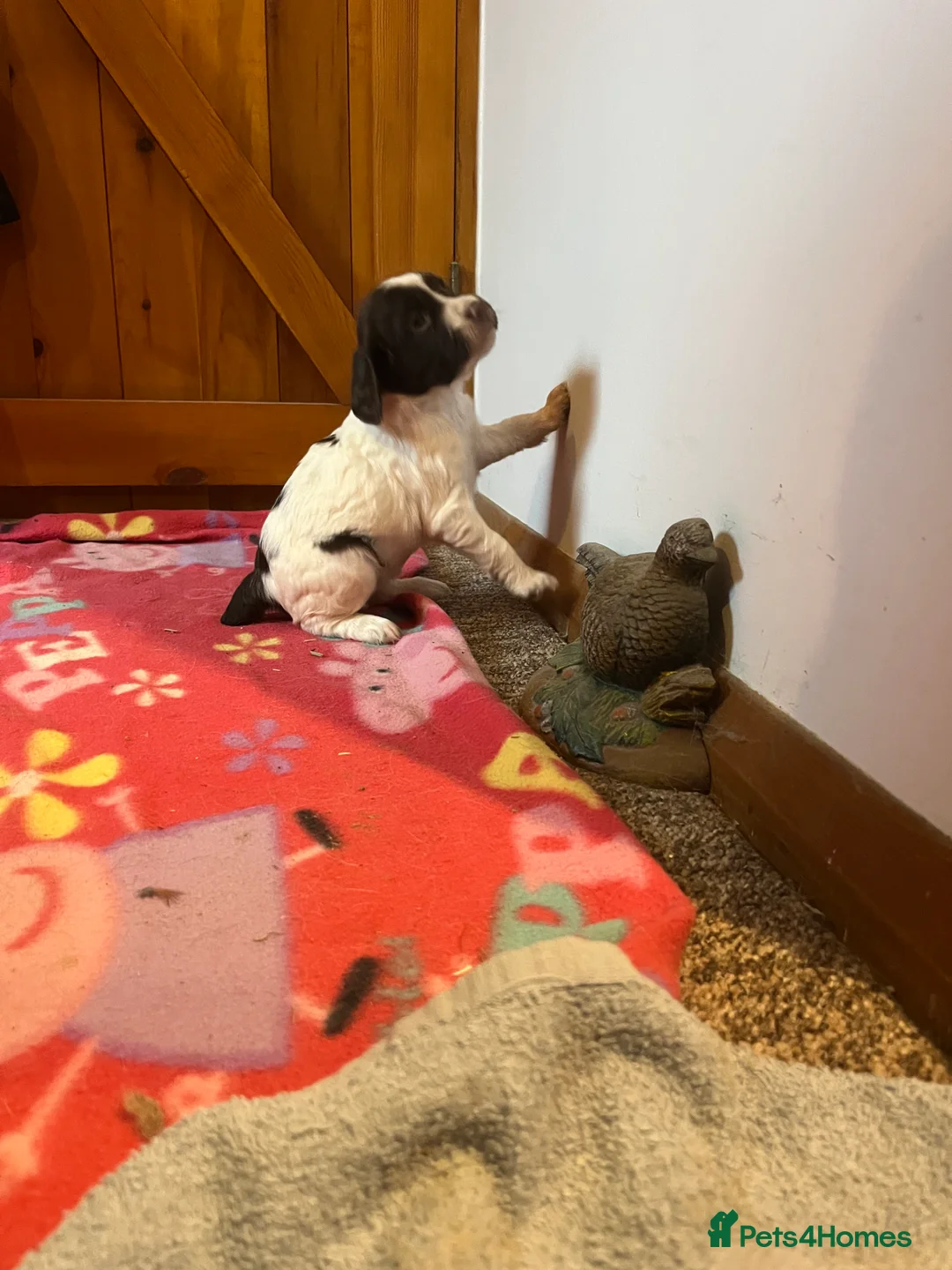 English Springer Spaniel dogs for sale: KC registered Traditional English Springer Spaniel - Advert 3