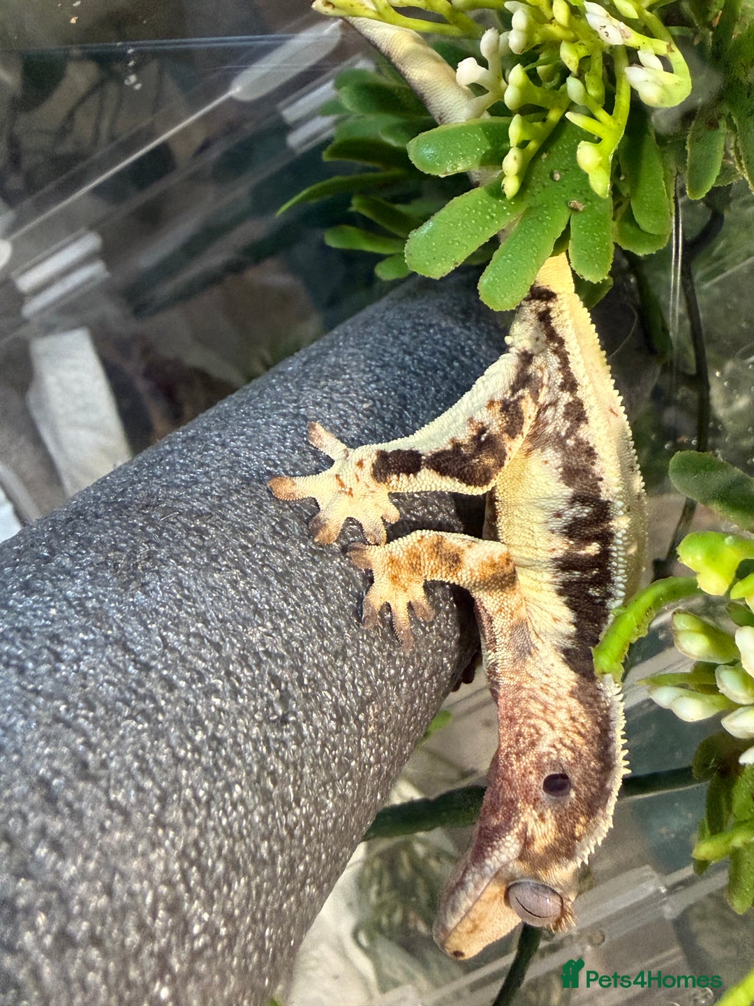 Gecko reptiles for sale: 🔥🔥🔥 Baby crested Geckos 🔥🔥🔥 - Advert 5