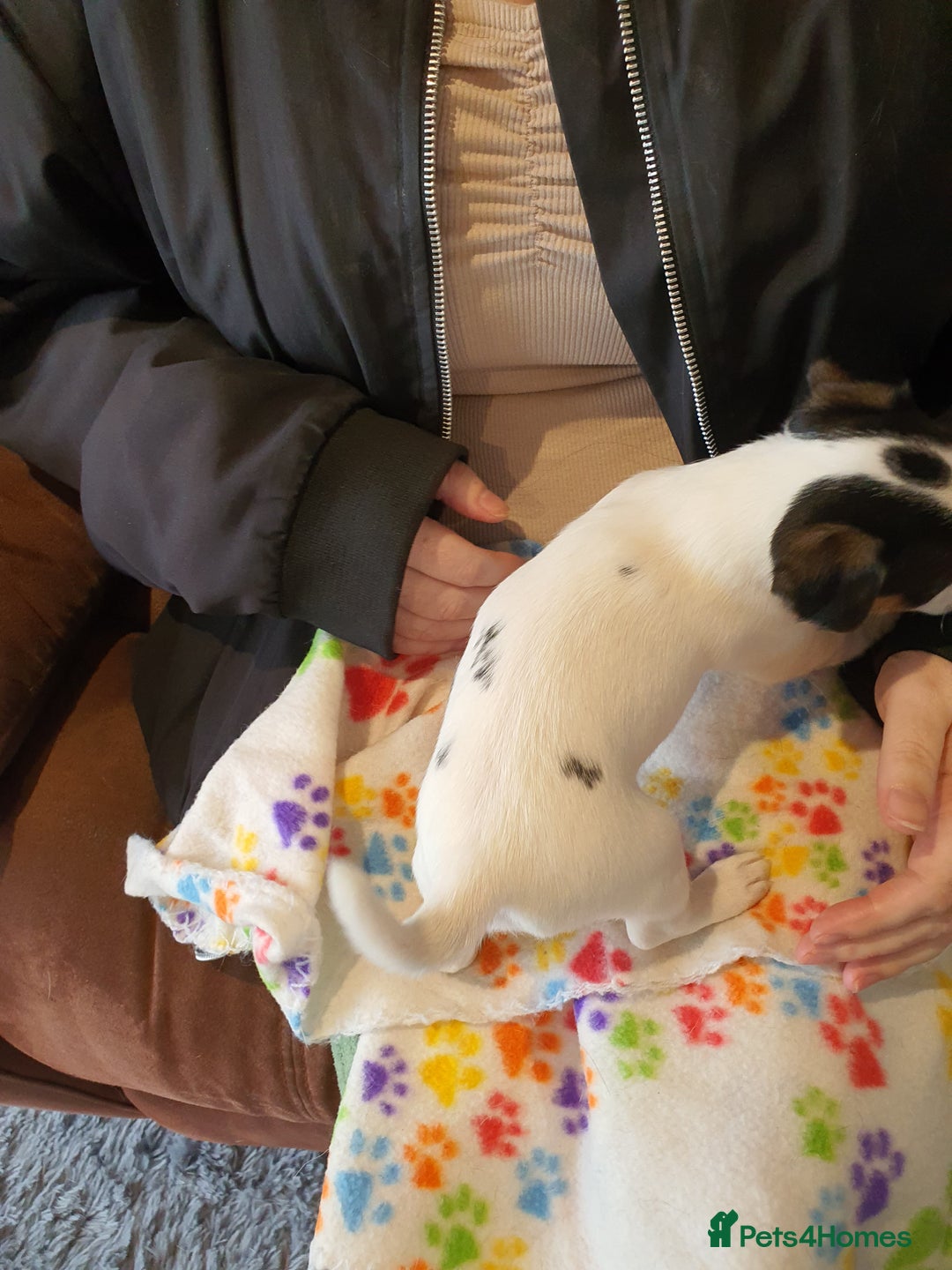 Jack Russell dogs for sale: Stunning Jack Russell Puppies  - Image 17