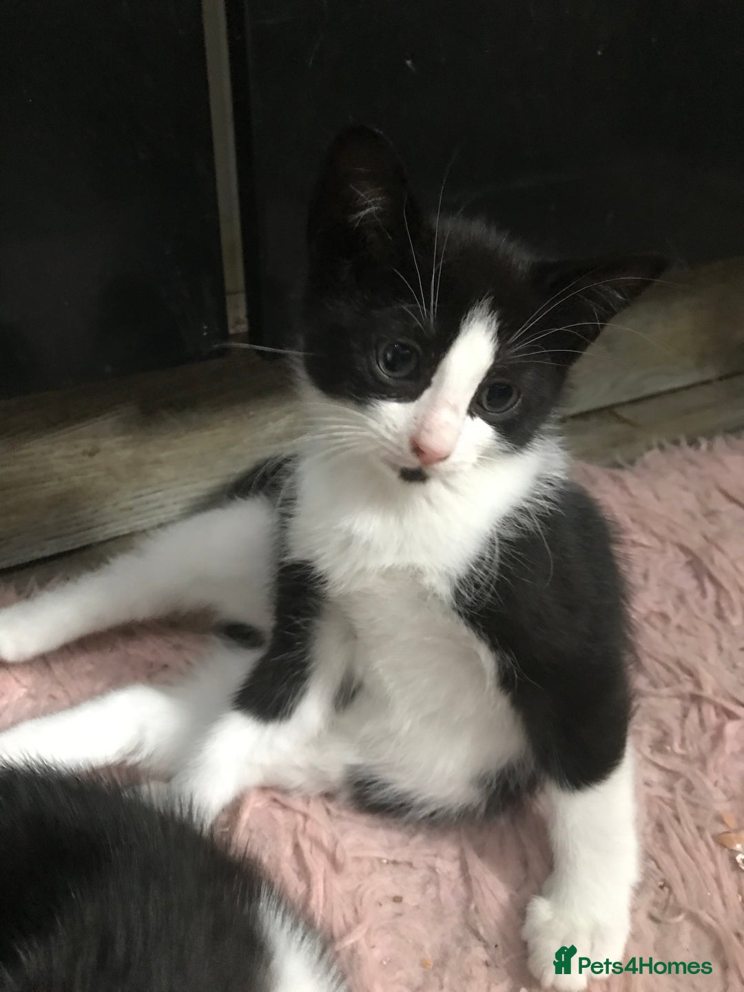 Domestic Shorthair cats for sale: 5 male kittens ready to leave now  - Image 6