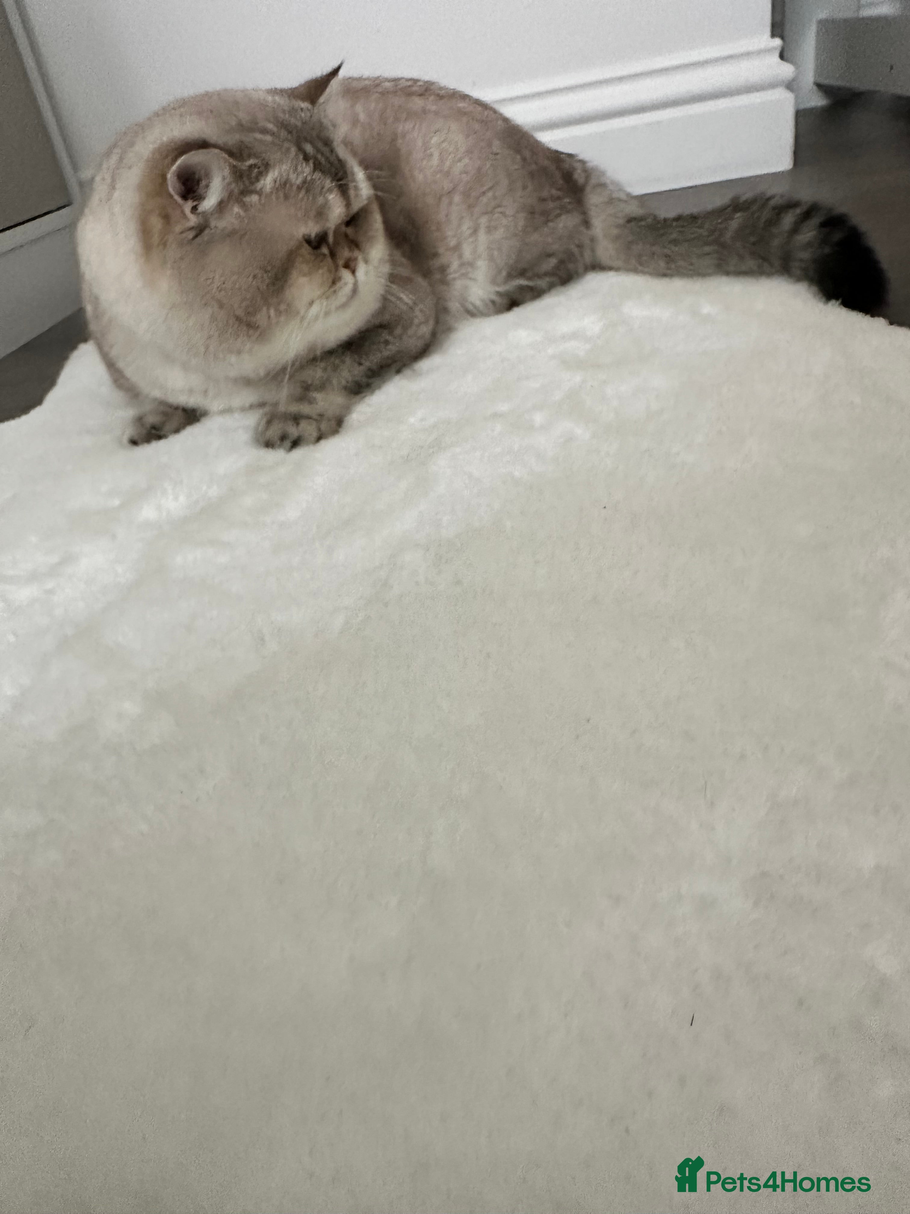 British Shorthair cats Our Teddy  - Advert 1