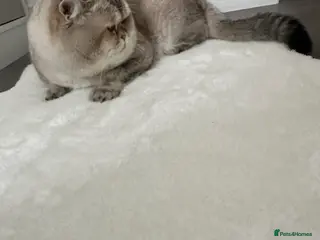 British Shorthair cats Our Teddy - Advert 1