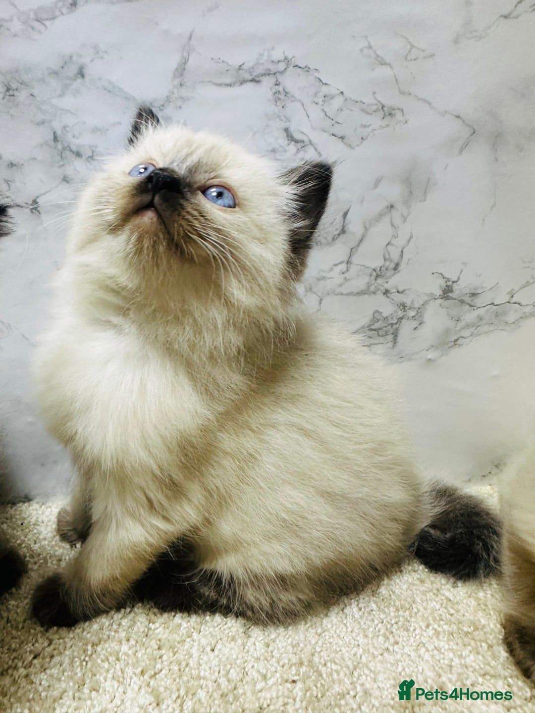 Ragdoll cats for sale: Pure Beautiful Ragdoll Kittens  - Advert 25