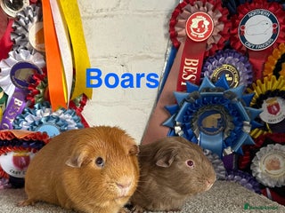 Guinea Pig rodents Guinea Pig Pairs Lots Available - Advert 16