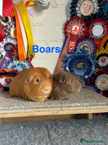 Guinea Pig rodents - Advert 1